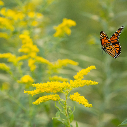 A butterfly next to a flower